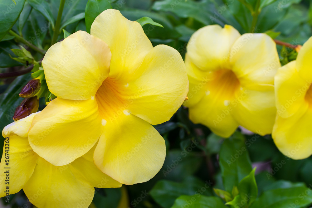 Allamanda Cathartica or Golden Trumpet Allamanda Cathartica or Golden Trumpet