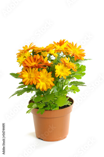 Orange chrysanthemum