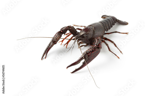 Fresh freshwater crayfish