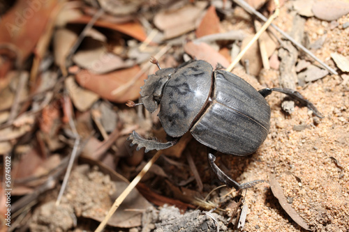 Dung beetle