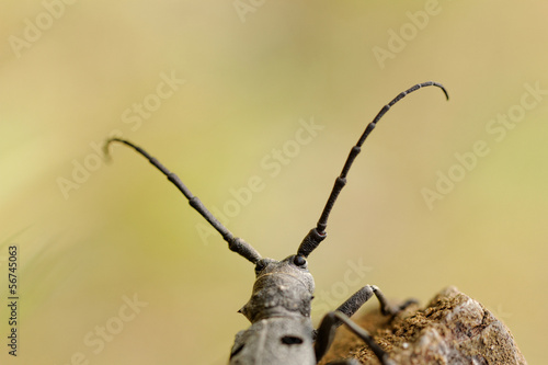 The Capricorn Beetle © nagydodo