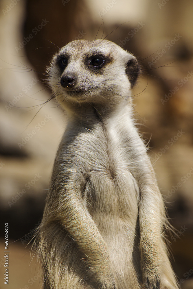A Close Up Portrait of a Meerkat A Close Up Portrait of a Meerkat