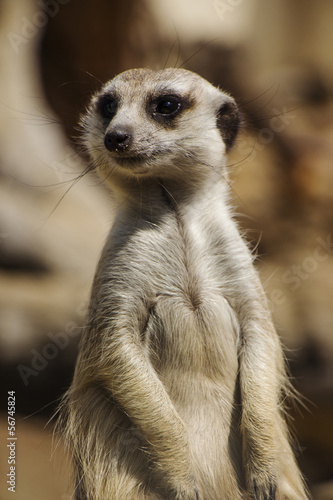 A Close Up Portrait of a Meerkat