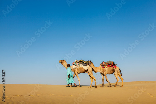 Cameleer (camel driver) with camels in Rajasthan, India