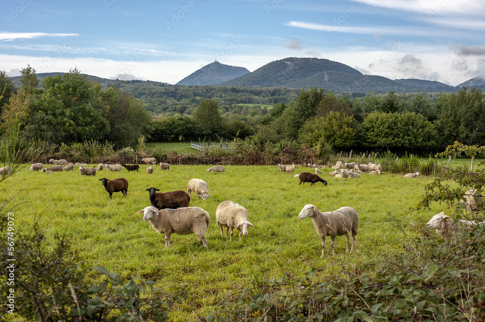 troupeau de brebis au pied du Puy de Dôme