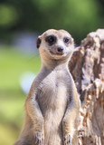 meerkat standing upright and looking alert 