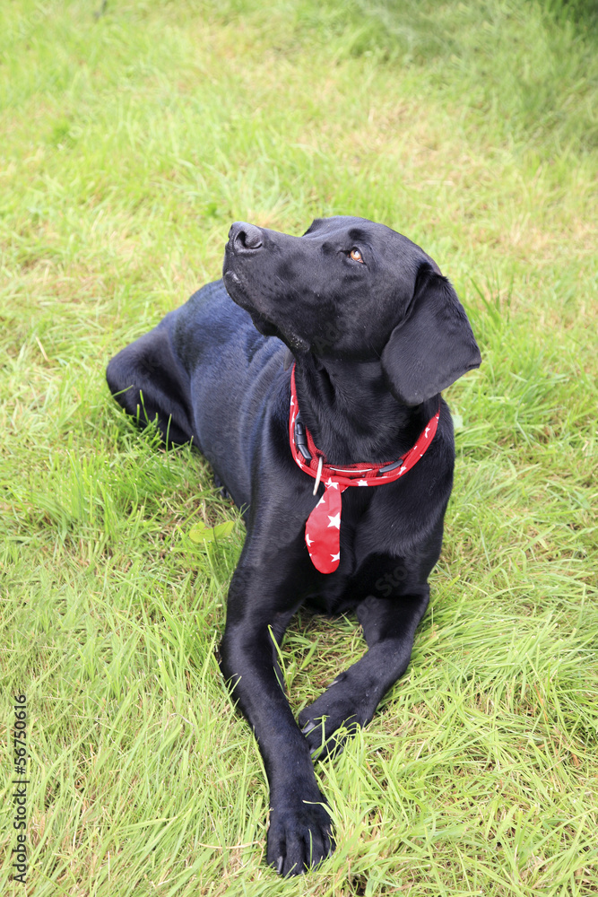 Black labrador dog laying on grass background Black labrador dog laying on grass background
