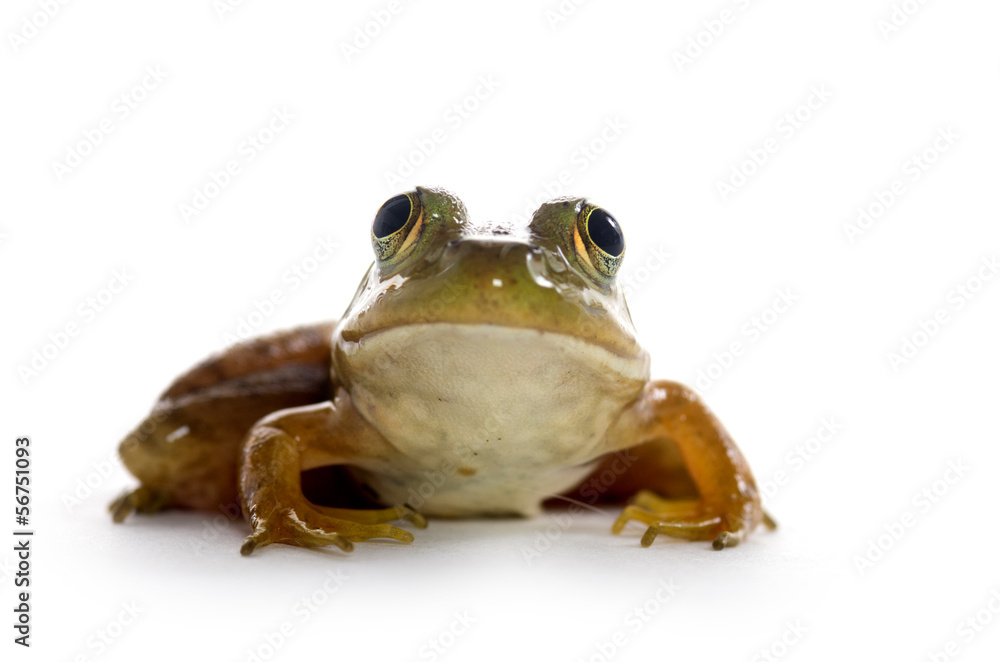 Naklejka premium American Bullfrog