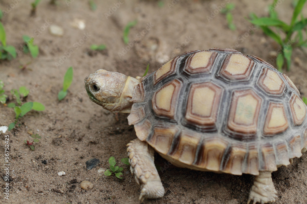 African Spurred Tortoise (Sulcata) African Spurred Tortoise (Sulcata)