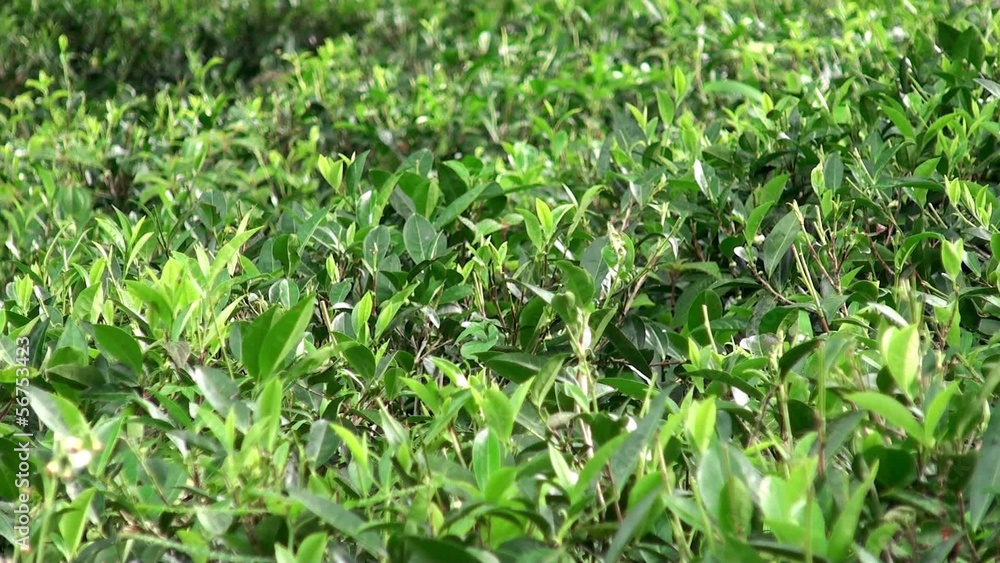 Tea Plantations in the Sri Lankan highlands Tea Plantations in the Sri Lankan highlands