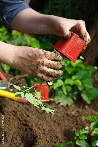 Culture potager bio photo