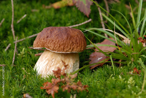 Mushroom - Boletus edulis in the forest