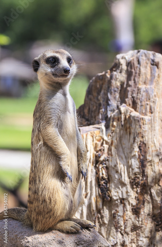 meerkat standing upright and looking alert 