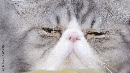 The Persian cat breed