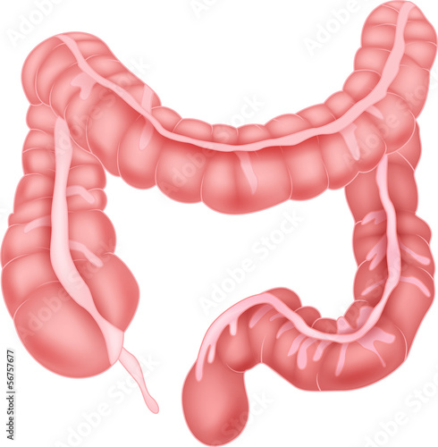 Human intestine anatomy photo