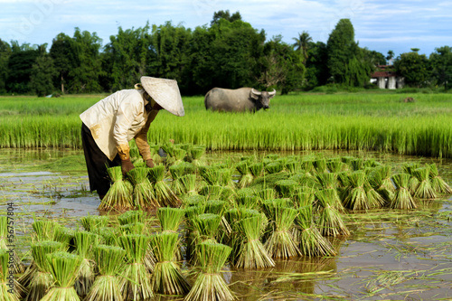 Thai Farmer with Buffalo