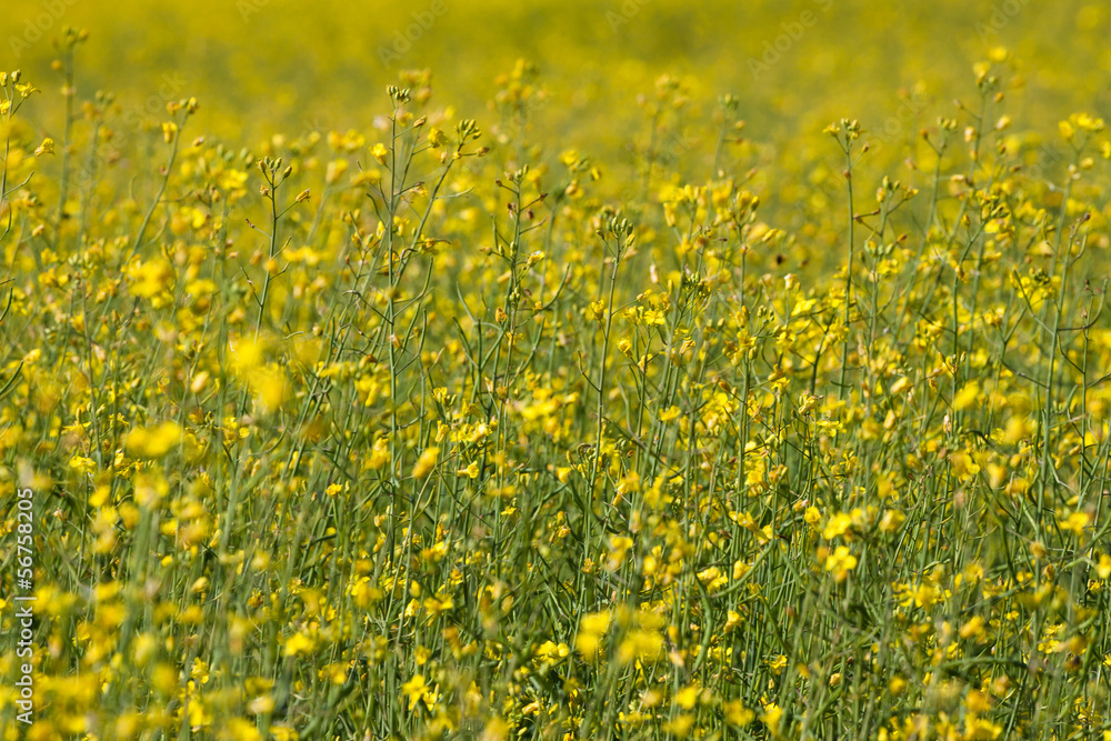 Obraz premium rape seed field