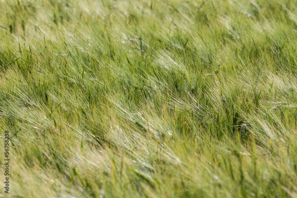 Landscape of Barley Field in early Summer Landscape of Barley Field in early Summer