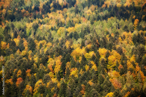 Beautiful autumn colorful woods landscape