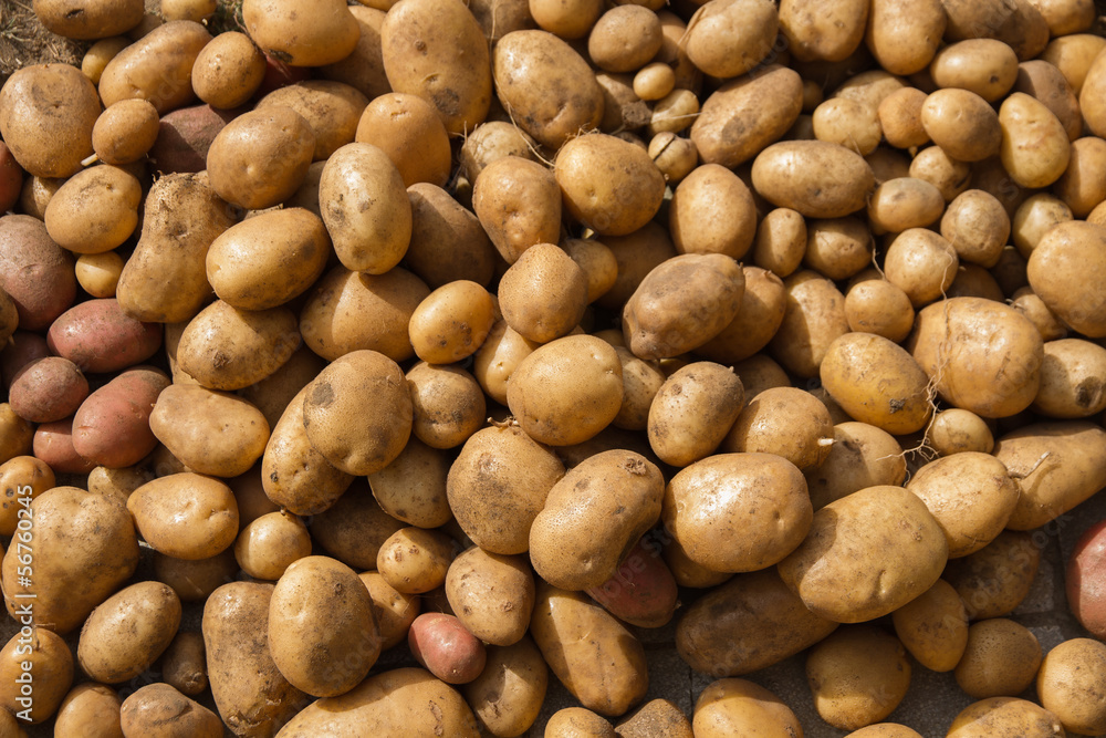Patatas Patatas