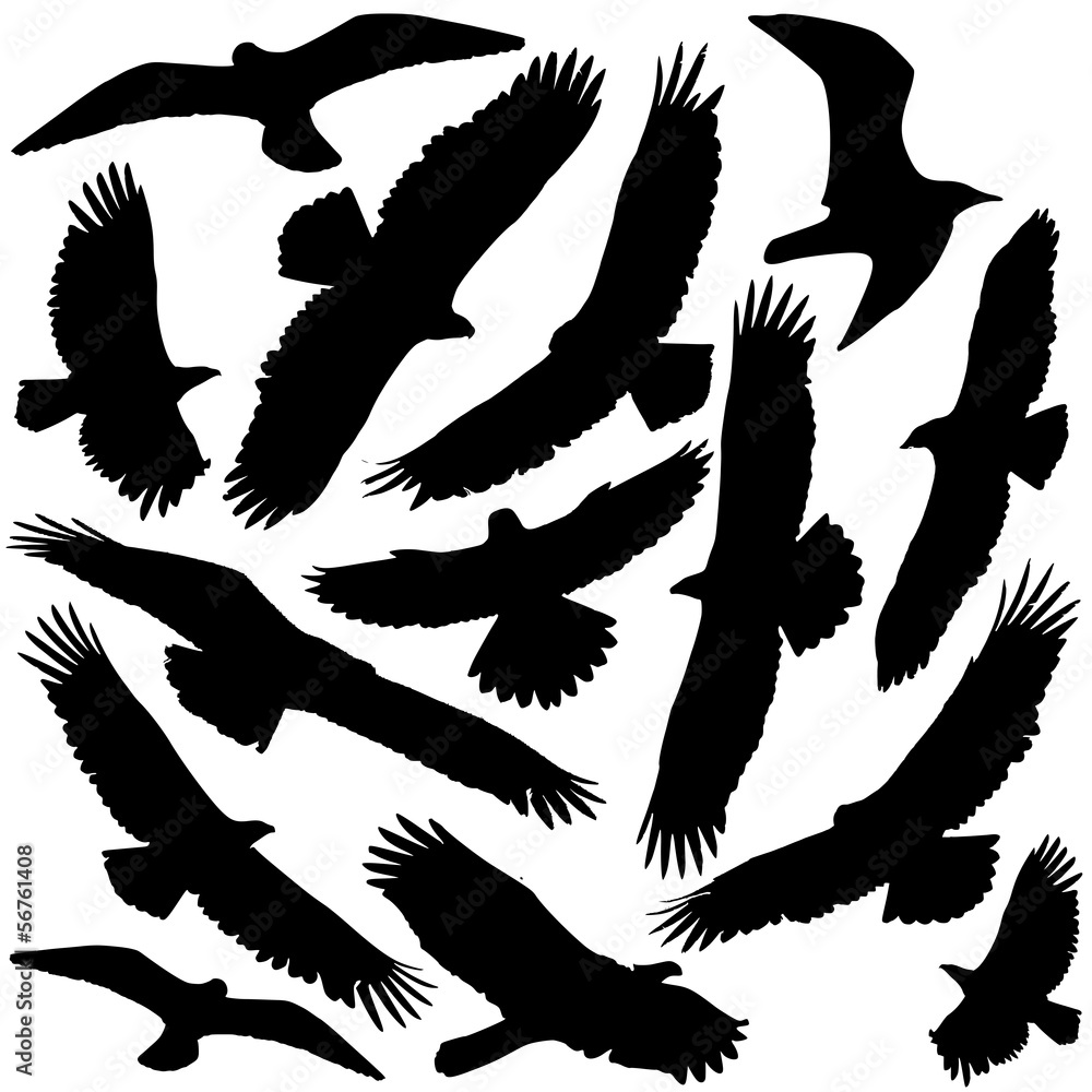 Obraz premium Sylwetka drapieżnika