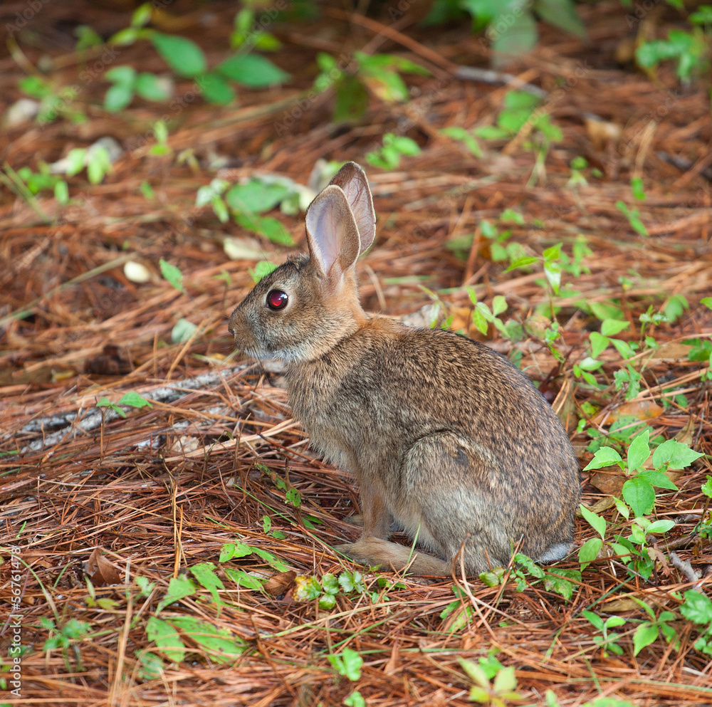 Fototapeta premium Forest rabbit