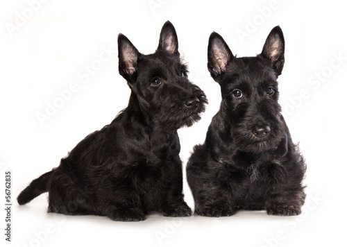 Fényképezés Scottish Dogs