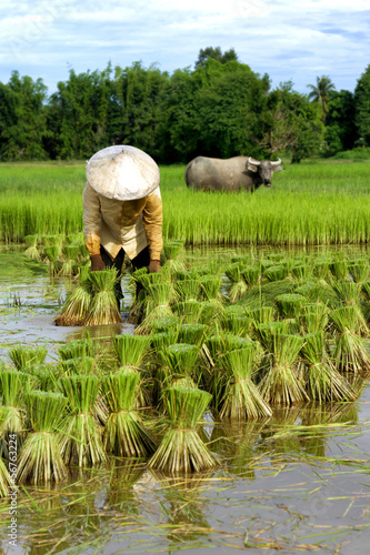 Thai Farmer with Buffalo