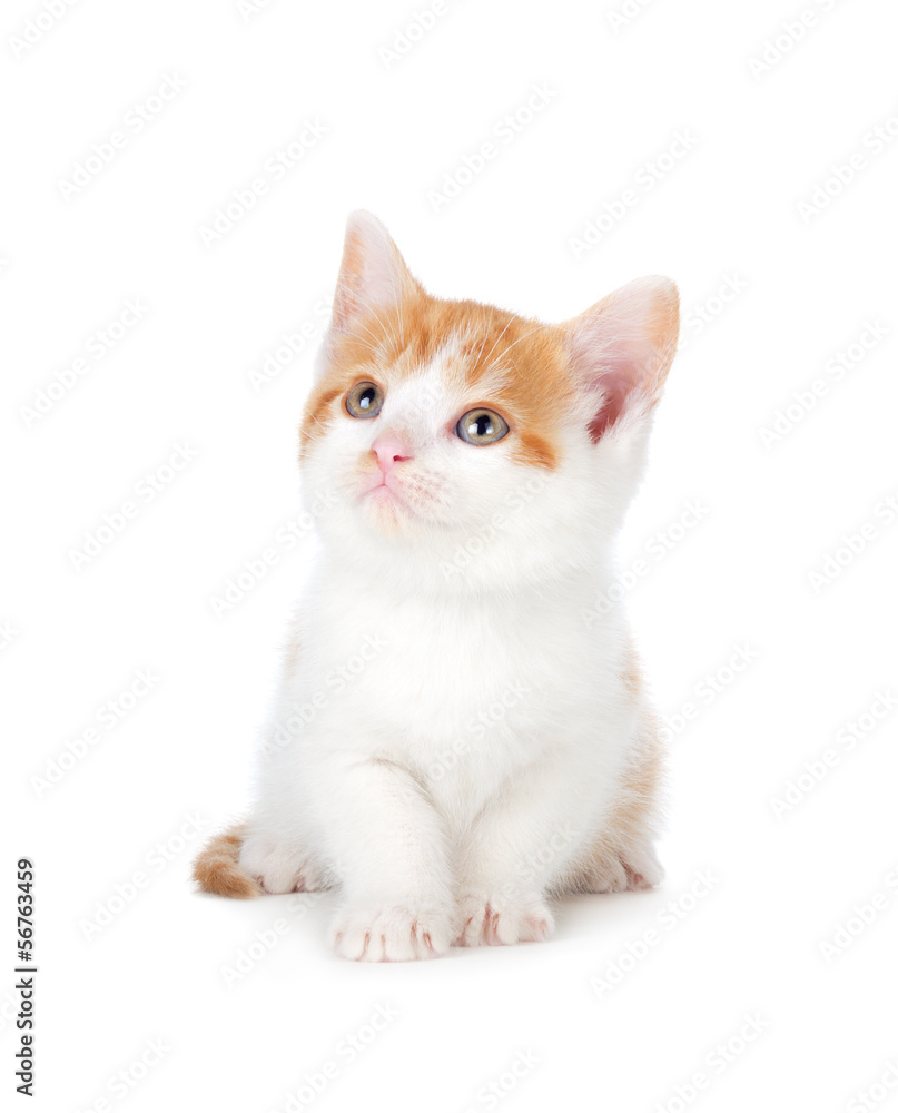 Cute orange and white kitten looking up on a white background.