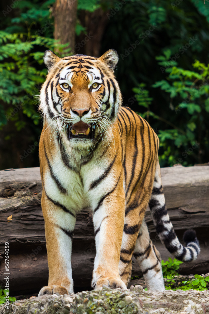 Fototapeta premium Tiger
