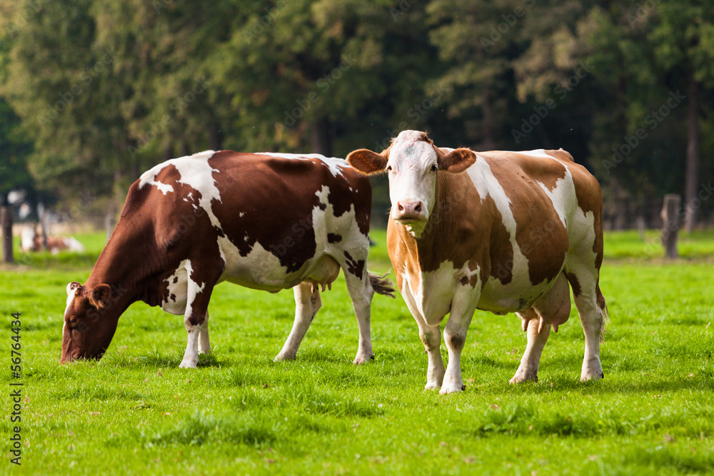 Cows on meadow. Grazing calves