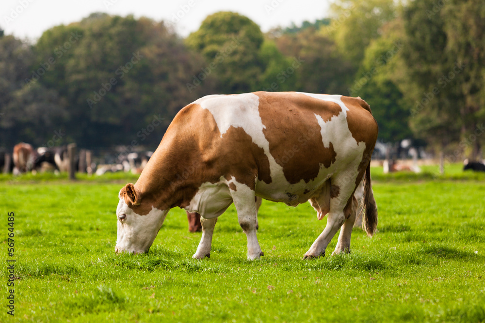 Cows on meadow. Grazing calves