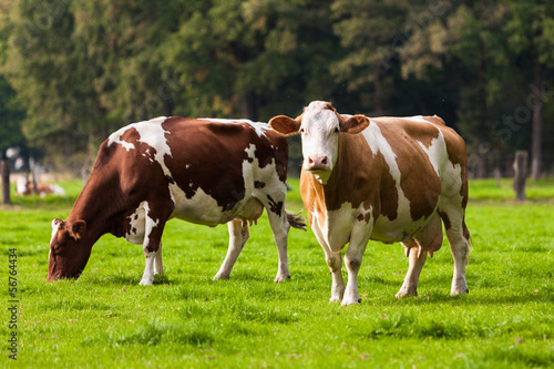 Cows on meadow. Grazing calves