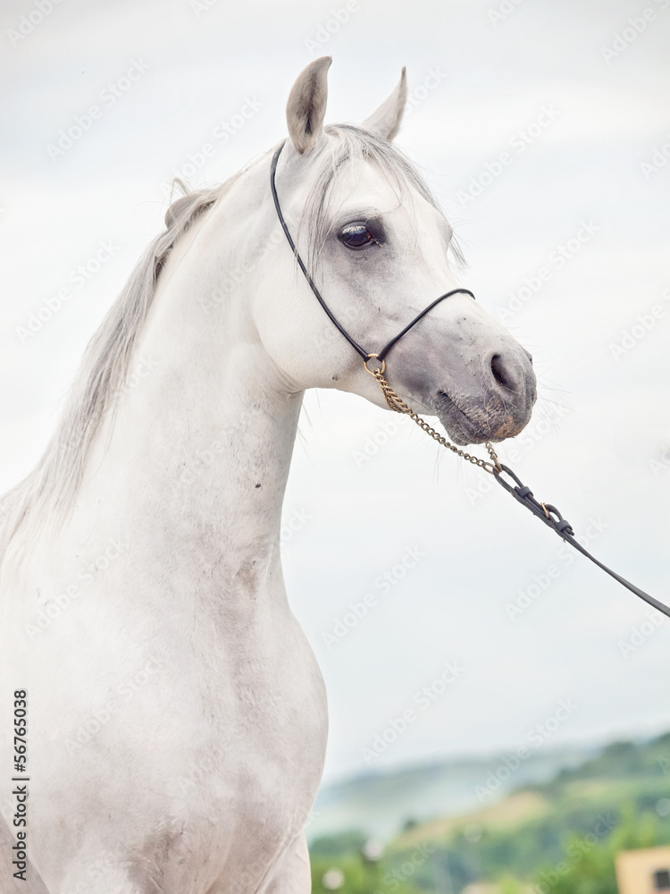 portrait of white purebred arab portrait of white purebred arab