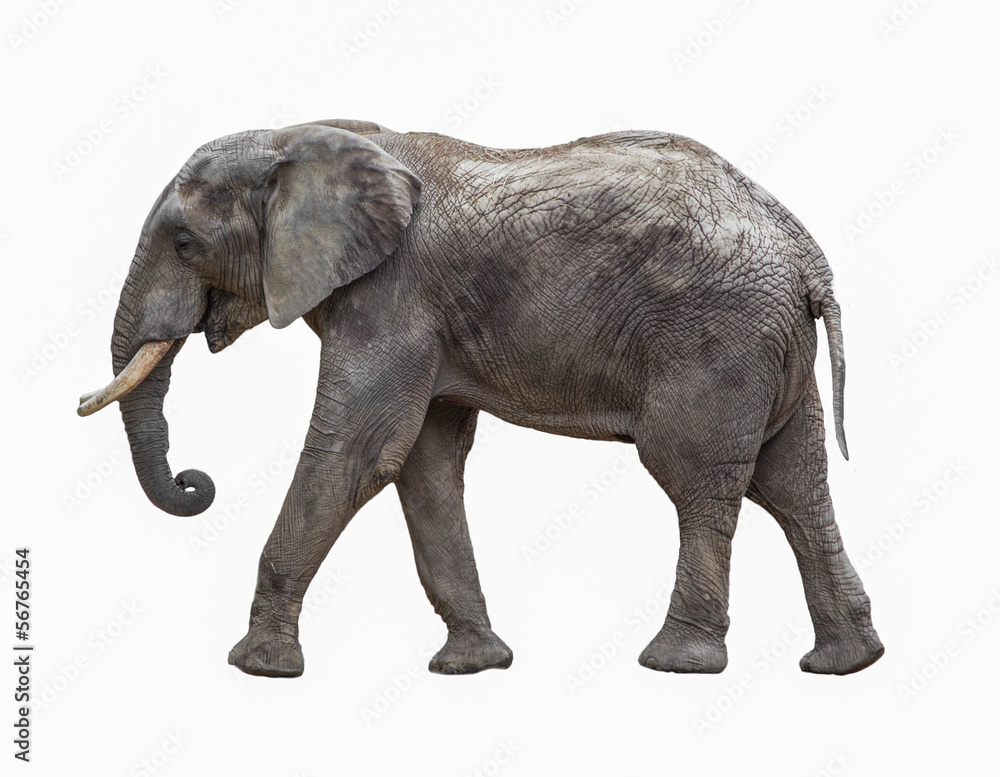 Obraz premium Elephant isolated on white