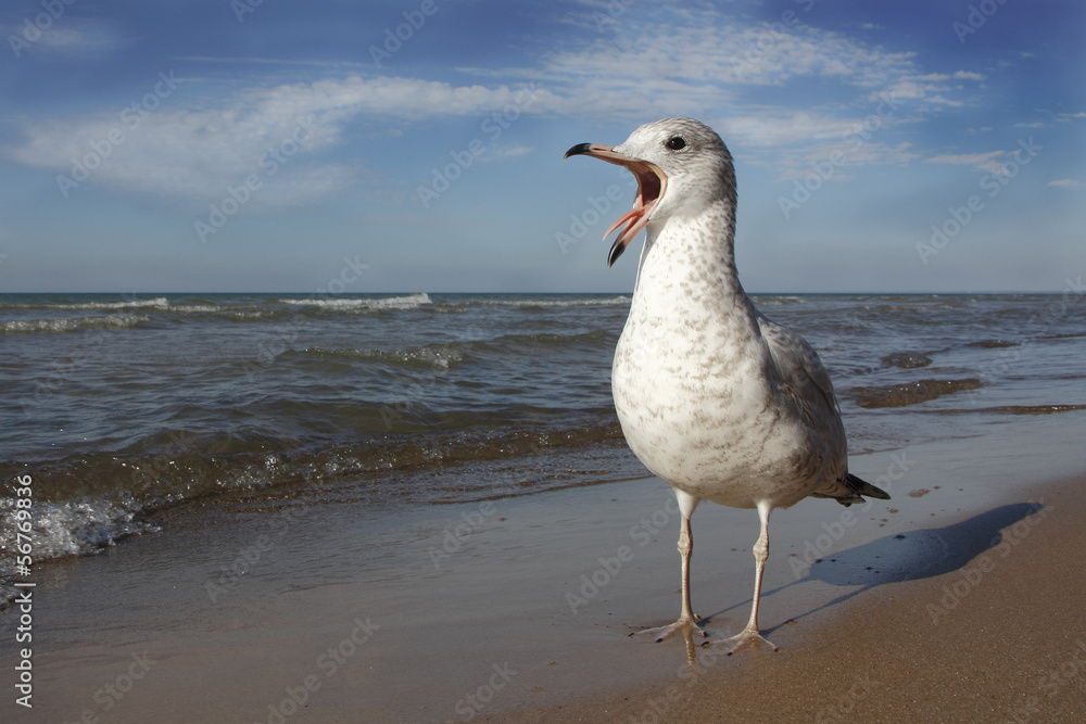 Ring-billed Gull Calling on Lake Huron Beach Ring-billed Gull Calling on Lake Huron Beach