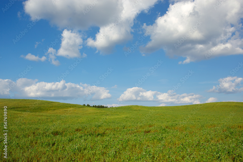 Summer landscape with meadow and blue sky