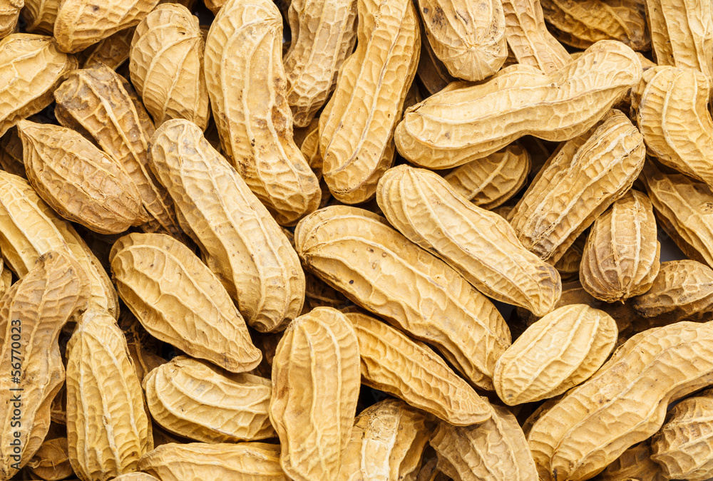 Fototapeta premium Peanut
