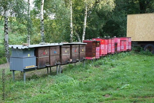 Line of beehives on meadow