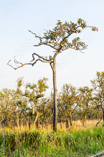 Trees in Pa Hin Ngam National Park photo