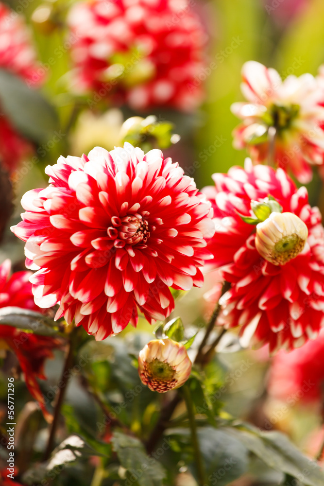 Colorful dahlia flower
