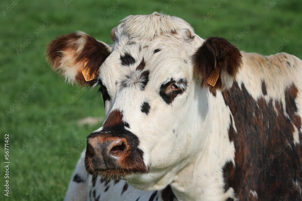vache normande vache normande