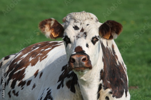 vache normande photo