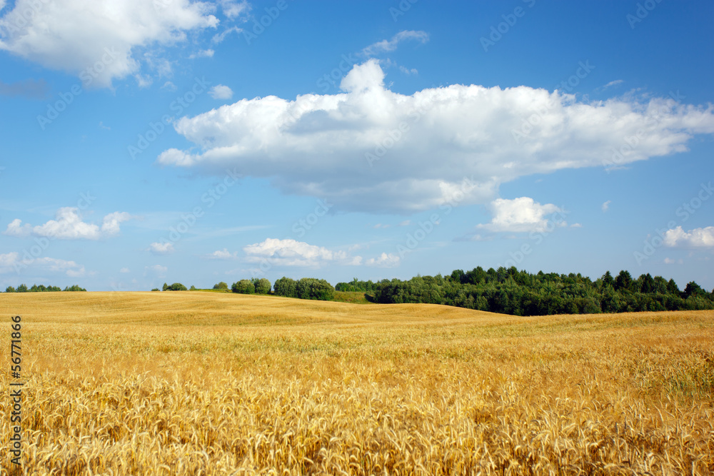 Landscape with grove and field of wheat