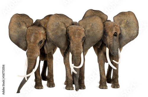 Front view of three African elephants facing, standing, isolated