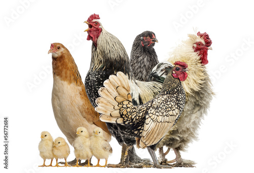 Valokuva Group of hens, roosters and chicks, isolated on white