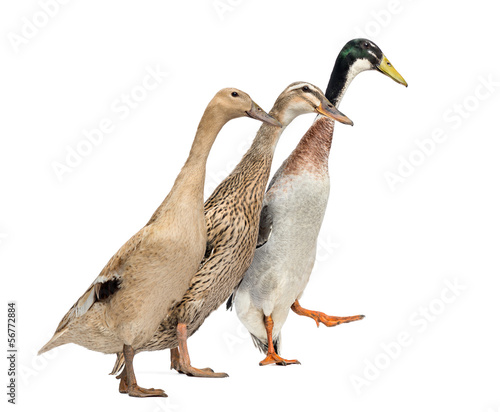 Obraz na plátně Side view of three Ducks in a race, isolated on white