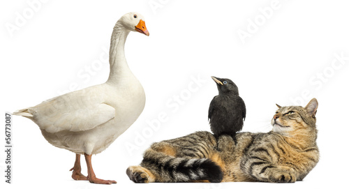 Domestic goose looking down at a cat and Jackdaw, isolated