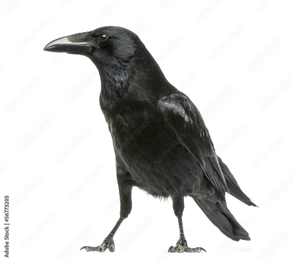 Obraz premium Widok z boku z Carrion Crow, Corvus corone, na białym tle
