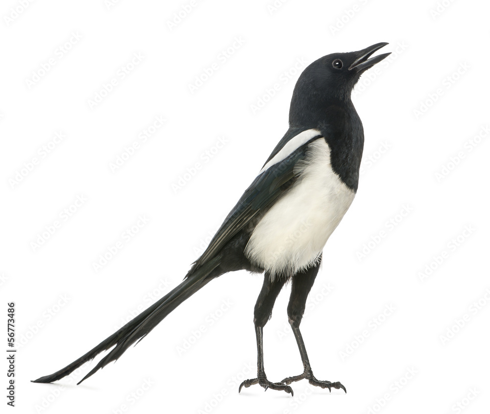 Common Magpie chattering, upright, Pica pica, isolated on white Common Magpie chattering, upright, Pica pica, isolated on white
